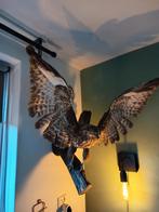 Mooie opgezette Buizerd lees omschrijving, Dieren en Toebehoren, Vogels | Overige Vogels