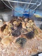 Ze zijn er weer japanse kwartel kuikens!!!, Dieren en Toebehoren, Vogels | Overige Vogels, Geslacht onbekend, Tam, Tropenvogel