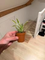 Chlorophytum ocean plantje, Ophalen of Verzenden, Halfschaduw, Minder dan 100 cm