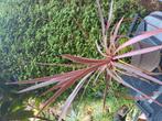 Cordyline australis, Tuin en Terras, Planten | Tuinplanten, Ophalen, Overige soorten, Volle zon