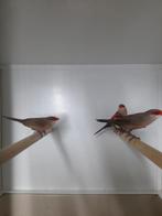 Sint Helena fazantjes, Meerdere dieren, Tropenvogel