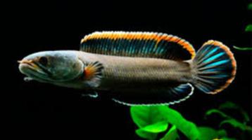 snakehead fireback 15cm roofvis te koop beschikbaar voor biedingen
