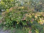 Grote Hortensia's ter Overname, Tuin en Terras, Planten | Tuinplanten, Vaste plant, Halfschaduw, Zomer, Ophalen