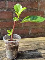 Procumbens Gynura, Huis en Inrichting, Overige soorten, Minder dan 100 cm, Ophalen of Verzenden, Halfschaduw