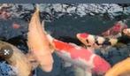 Big karashi heel groot ruim 100 cm Takigawa, Dieren en Toebehoren, Vissen | Vijvervissen, Karper of Koi