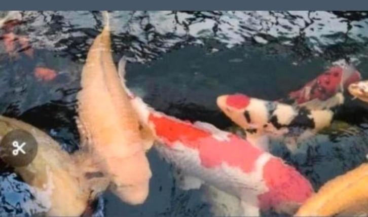 Big karashi heel groot ruim 100 cm Takigawa, Dieren en Toebehoren, Vissen | Vijvervissen, Karper of Koi