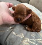 Prachtige MALTIPOO f1b, nu bezoeken en reserveren, Dieren en Toebehoren, Overige rassen, CDV (hondenziekte), 8 tot 15 weken, Meerdere