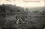 Hillegersberg bij Rotterdam Koe melken st 1912 uitg B.M.S. R, Verzamelen, Verzenden, Voor 1920, Gelopen, Zuid-Holland