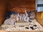 dwergkonijnen, Dieren en Toebehoren, Konijnen, Meerdere dieren, Groot
