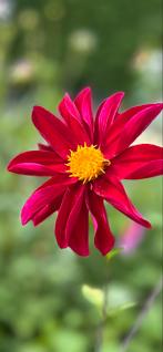 Dahlia 14, Tuin en Terras, Ophalen, Zomer, Overige soorten, Volle zon