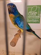 Splendid aqua man, Dieren en Toebehoren, Vogels | Parkieten en Papegaaien, Mannelijk, Parkiet, Geringd