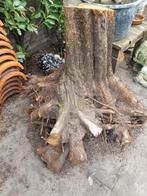 Stronk van een oude pruimenboom, Ophalen, Halfschaduw, Overige soorten