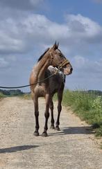 Appaloosa ruin, Gechipt, Minder dan 160 cm, Ruin, Zadelmak