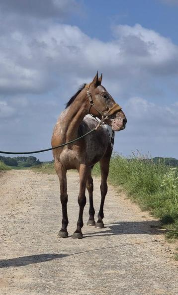 Appaloosa ruin beschikbaar voor biedingen