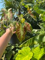 Twee verschillende Calladiums, Ophalen, Overige soorten, Minder dan 100 cm