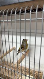 Bastaard putter, Dieren en Toebehoren, Vogels | Overige Vogels, Mannelijk