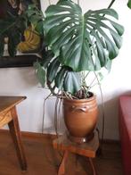 Gatenplant in Keulse pot, Huis en Inrichting, Ophalen, Gebruikt