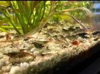 Mix neocardina garnalen bruin 30 voor 20,-, Kreeft, Krab of Garnaal