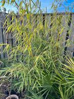 fargesia robusta ‘campbell’ niet woekerende bamboe, Vaste plant, Halfschaduw, Zomer, Ophalen