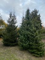 Grote kerstbomen te koop, Ophalen