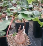 Fockea Natalensis Caudex, Huis en Inrichting, Kamerplanten, Ophalen of Verzenden, Overige soorten, Minder dan 100 cm