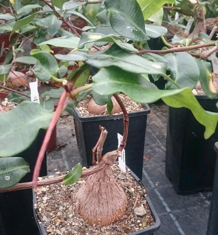 Fockea Natalensis Caudex, Huis en Inrichting, Kamerplanten, Overige soorten, Minder dan 100 cm, Ophalen of Verzenden
