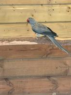 Broedrijpe pop ruilen pasende vogel, Dieren en Toebehoren, Vogels | Parkieten en Papegaaien, Vrouwelijk, Parkiet