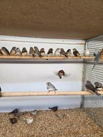 Grote zebravinken, Dieren en Toebehoren, Vogels | Overige Vogels, Meerdere dieren