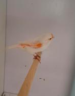 Rood mozaïek pop, Dieren en Toebehoren, Vrouwelijk, Kleurkanarie