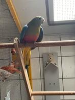 Roodbuik Turquoise, Dieren en Toebehoren, Meerdere dieren, Parkiet