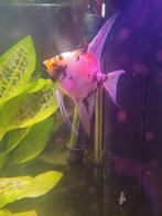 Maanvissen, Dieren en Toebehoren, Vissen | Aquariumvissen, Vis