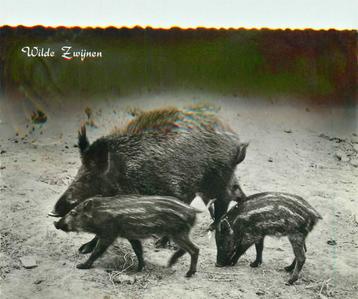 (388-406-001) Wilde Zwijnen beschikbaar voor biedingen