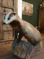 Mooie opgezette das. Op houten stronk. Decoratief eyecatcher, Verzamelen, Dierenverzamelingen, Ophalen, Zo goed als nieuw, Wild dier