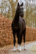 Topbrave, gezonde E-pony, Dieren en Toebehoren, Pony's, Merrie, Zadelmak, Dressuurpony, 3 tot 6 jaar