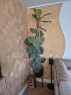 Grote Ficus Lyrata (Vioolplant) - 170cm, Ophalen