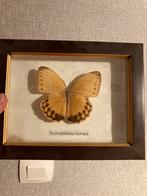 Vlinder opgezet, Verzamelen, Dierenverzamelingen, Ophalen of Verzenden, Zo goed als nieuw, Insect, Opgezet dier