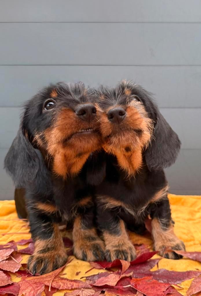 Ruwhaar Standaard Teckel teefjes met FCI Stamboom, Dieren en Toebehoren, Honden | Teckels en Dashonden, Teef, Ruwhaar, Standaard