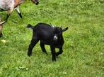 Dwerggeit bokje, Dieren en Toebehoren, Schapen, Geiten en Varkens, Mannelijk, Geit