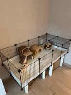 Compleet knaagdier verblijf, Dieren en Toebehoren, Knaagdieren en Konijnen | Hokken en Kooien, 110 cm of meer, Zo goed als nieuw