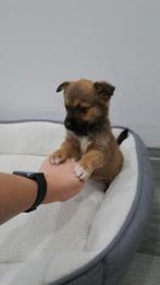 Lieve puppy hond, Parvo, Overige rassen, 8 tot 15 weken, Teef