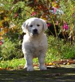 Lieve Golden Retriever pups uit goedgekeurde stamboomouders, Dieren en Toebehoren, Nederland, 8 tot 15 weken, CDV (hondenziekte)