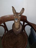 Ree kop, Antiek en Kunst, Ophalen of Verzenden