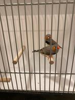 zebravinken, Dieren en Toebehoren, Vogels | Overige Vogels, Mannelijk, Tropenvogel, Geringd