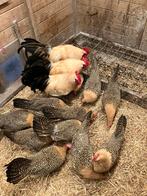 Broedeieren Friese kippen Citroengepeld., Dieren en Toebehoren, Pluimvee, Geslacht onbekend, Kip