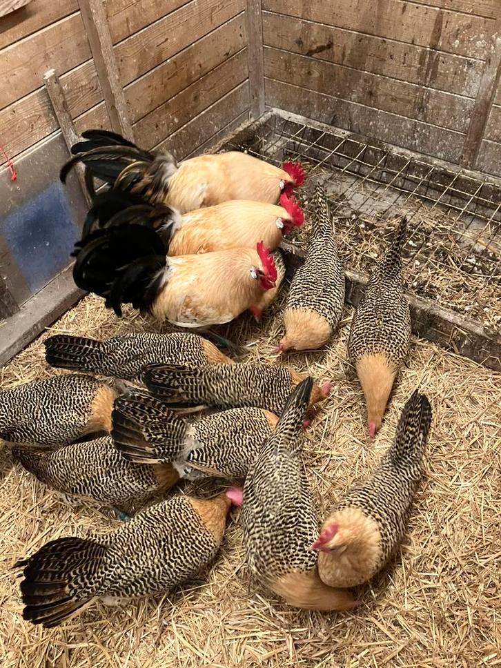 Broedeieren Friese kippen Citroengepeld., Dieren en Toebehoren, Pluimvee, Kip, Geslacht onbekend