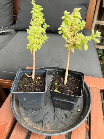 Vijf-in-één kruid, Indische munt, Plectranthus amboinicus beschikbaar voor biedingen