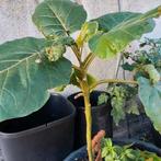 Boom tomaat te koop 10€, Ophalen of Verzenden, Eenjarig, Groenteplanten, Volle zon