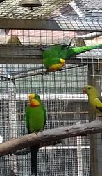 baraband, Dieren en Toebehoren, Vogels | Parkieten en Papegaaien, Mannelijk, Parkiet, Geringd