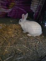 Witte konijn, Dieren en Toebehoren, Mannelijk