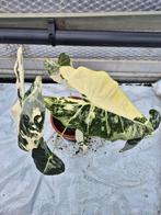 Alocasia Frydek Variegata - Zeldzame kamerplant, Overige soorten, In pot, Minder dan 100 cm, Groene kamerplant